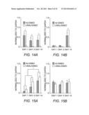 Methods for Producing Tissue Scaffold Directing Differentiation of Seeded     Cells and Tissue Scaffolds Produced Thereby diagram and image