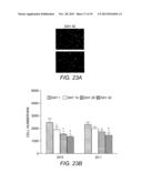 Methods for Producing Tissue Scaffold Directing Differentiation of Seeded     Cells and Tissue Scaffolds Produced Thereby diagram and image