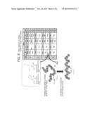 Peptide with Safer Secondary Structure, Peptide Library, and Production     Methods for Same diagram and image