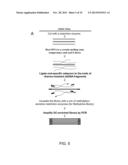 Isolation of CpG Islands by Thermal Segregation and Enzymatic     Selection-Amplification Method diagram and image