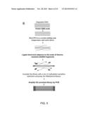 Isolation of CpG Islands by Thermal Segregation and Enzymatic     Selection-Amplification Method diagram and image