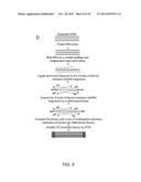 Isolation of CpG Islands by Thermal Segregation and Enzymatic     Selection-Amplification Method diagram and image