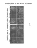 Compositions and Methods Useful for Treatment and Prevention of     Incontinence diagram and image