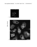 AGENTS, COMPOSITIONS AND METHODS FOR TREATING PATHOLOGIES IN WHICH     REGULATING AN ACHE-ASSOCIATED BIOLOGICAL PATHWAY IS BENEFICIAL diagram and image