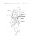 METHOD OF IMPROVING NEUROPSYCHOLOGICAL FUNCTION IN PATIENTS WITH     NEUROCOGNITIVE DISORDERS diagram and image