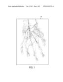 PROCESSING A VIDEO FOR VASCULAR PATTERN DETECTION AND CARDIAC FUNCTION     ANALYSIS diagram and image