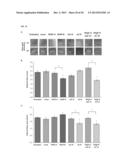 Combination Treatments and Compositions for Wound Healing diagram and image