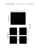 DRUG CARRIER AND PREPARATION METHOD THEREOF diagram and image