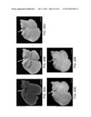 ISOLATED ADULT CELLS, ARTIFICIAL ORGANS, REHABILITATED ORGANS, RESEARCH     TOOLS, ORGAN ENCASEMENTS, ORGAN PERFUSION SYSTEMS, AND METHODS FOR     PREPARING AND UTILIZING THE SAME diagram and image