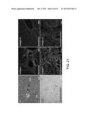 ISOLATED ADULT CELLS, ARTIFICIAL ORGANS, REHABILITATED ORGANS, RESEARCH     TOOLS, ORGAN ENCASEMENTS, ORGAN PERFUSION SYSTEMS, AND METHODS FOR     PREPARING AND UTILIZING THE SAME diagram and image