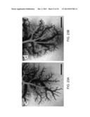 ISOLATED ADULT CELLS, ARTIFICIAL ORGANS, REHABILITATED ORGANS, RESEARCH     TOOLS, ORGAN ENCASEMENTS, ORGAN PERFUSION SYSTEMS, AND METHODS FOR     PREPARING AND UTILIZING THE SAME diagram and image