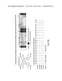 MEANS AND METHODS FOR INVESTIGATING NUCLEIC ACID SEQUENCES diagram and image