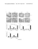GENOTOXICITY AS A BIOMARKER FOR INFLAMMATION diagram and image