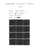 TARGETING AND TRACING OF ANTIGENS IN LIVING CELLS diagram and image