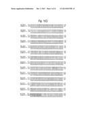 ANTI SYSTEM ASC AMINO ACID TRANSPORTER 2 (ASCT2) ANTIBODY diagram and image