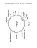 METHODS AND COMPOSITIONS FOR SYNTHESIS OF NUCLEIC ACID MOLECULES USING     MULTIPLERECOGNITION SITES diagram and image