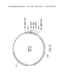 METHODS AND COMPOSITIONS FOR SYNTHESIS OF NUCLEIC ACID MOLECULES USING     MULTIPLERECOGNITION SITES diagram and image