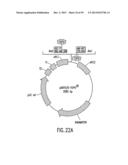 METHODS AND COMPOSITIONS FOR SYNTHESIS OF NUCLEIC ACID MOLECULES USING     MULTIPLERECOGNITION SITES diagram and image