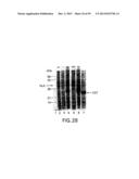 METHODS AND COMPOSITIONS FOR SYNTHESIS OF NUCLEIC ACID MOLECULES USING     MULTIPLERECOGNITION SITES diagram and image