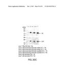 METHODS AND COMPOSITIONS FOR SYNTHESIS OF NUCLEIC ACID MOLECULES USING     MULTIPLERECOGNITION SITES diagram and image