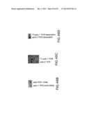 METHODS AND COMPOSITIONS FOR SYNTHESIS OF NUCLEIC ACID MOLECULES USING     MULTIPLERECOGNITION SITES diagram and image