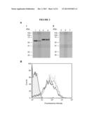 EXPRESSION OF ANTIBODY OR A FRAGMENT THEREOF IN LACTOBACILLUS diagram and image