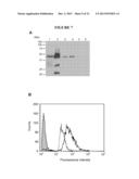 EXPRESSION OF ANTIBODY OR A FRAGMENT THEREOF IN LACTOBACILLUS diagram and image