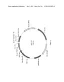 Yeast Expressing Saccharolytic Enzymes for Consolidated Bioprocessing     Using Starch and Cellulose diagram and image