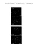 TAU IMAGING PROBE diagram and image