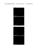 TAU IMAGING PROBE diagram and image