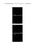 TAU IMAGING PROBE diagram and image