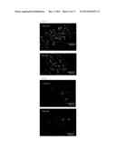 TAU IMAGING PROBE diagram and image