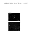 TAU IMAGING PROBE diagram and image