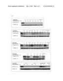 [1,2,4]TRIAZOLO[4,3-B][1,2,4]TRIAZINE COMPOUNDS, PREPARATION METHOD AND     USE THEREOF diagram and image