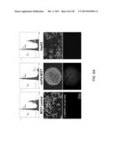 PRODUCTION AND UTILIZATION OF A NOVEL ANTI-CANCER DRUG IN THERAPY diagram and image