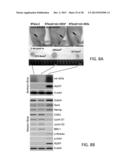 PRODUCTION AND UTILIZATION OF A NOVEL ANTI-CANCER DRUG IN THERAPY diagram and image