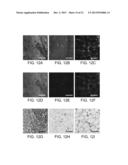 DEVICES AND METHODS FOR OPTICAL PATHOLOGY diagram and image