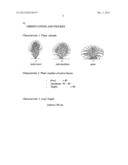 Pineapple plant named Rose (EF2-114) diagram and image