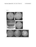 Pineapple plant named Rose (EF2-114) diagram and image