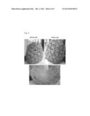 Pineapple plant named Rose (EF2-114) diagram and image