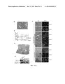 Hepatocyte-Like Cells and Uses Thereof diagram and image