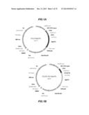 CHEMOKINE-IMMUNOGLOBULIN FUSION POLYPEPTIDES, COMPOSITIONS, METHOD OF     MAKING AND USE THEREOF diagram and image