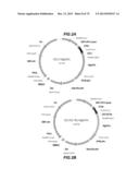 CHEMOKINE-IMMUNOGLOBULIN FUSION POLYPEPTIDES, COMPOSITIONS, METHOD OF     MAKING AND USE THEREOF diagram and image