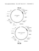 CHEMOKINE-IMMUNOGLOBULIN FUSION POLYPEPTIDES, COMPOSITIONS, METHOD OF     MAKING AND USE THEREOF diagram and image