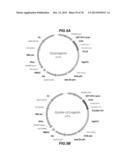 CHEMOKINE-IMMUNOGLOBULIN FUSION POLYPEPTIDES, COMPOSITIONS, METHOD OF     MAKING AND USE THEREOF diagram and image