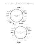 CHEMOKINE-IMMUNOGLOBULIN FUSION POLYPEPTIDES, COMPOSITIONS, METHOD OF     MAKING AND USE THEREOF diagram and image