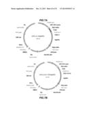 CHEMOKINE-IMMUNOGLOBULIN FUSION POLYPEPTIDES, COMPOSITIONS, METHOD OF     MAKING AND USE THEREOF diagram and image