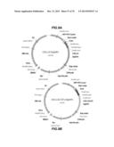 CHEMOKINE-IMMUNOGLOBULIN FUSION POLYPEPTIDES, COMPOSITIONS, METHOD OF     MAKING AND USE THEREOF diagram and image