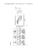 COMPOSITION AND METHOD FOR THE DIAGNOSIS AND TREATMENT OF IRON-RELATED     DISORDERS diagram and image