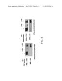 HIGH AFFINITY MOLECULES CAPABLE OF BINDING A TYPE A PLEXIN RECEPTOR AND     USES OF SAME diagram and image